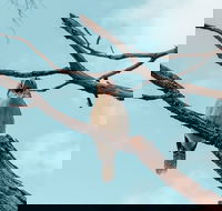 Highlights Of Kings Park - Sunshine Coast Tourism