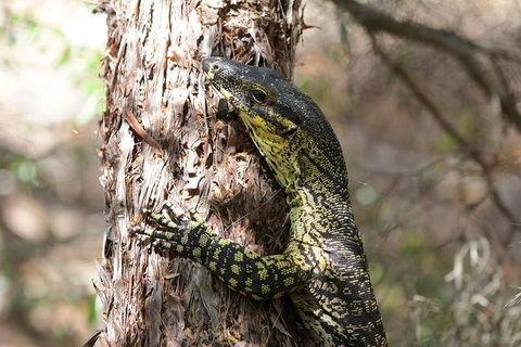 Byron Bay Hinterland Tour Including Rainforest Walk To Minyon Falls - Sunshine Coast Tourism 1