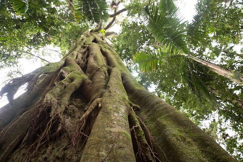 Byron Bay Hinterland Tour Including Rainforest Walk To Minyon Falls - Sunshine Coast Tourism 2