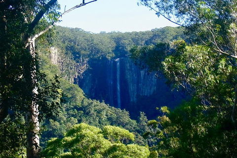 Byron Bay Hinterland Tour Including Rainforest Walk To Minyon Falls - Sunshine Coast Tourism 4