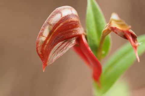 Wave Rock, Wild Flowers And Astro Photography - Sunshine Coast Tourism 2