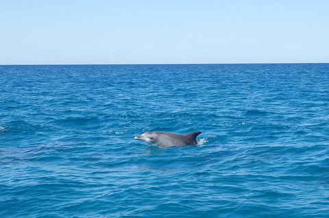 Noosa Wild Dolphin Safari - Holiday Sunshine Coast 1