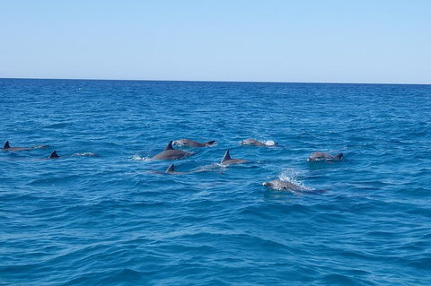 Noosa Wild Dolphin Safari - Holiday Sunshine Coast 3
