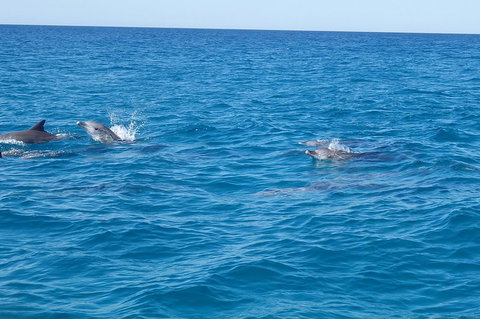 Noosa Wild Dolphin Safari - Holiday Sunshine Coast 4