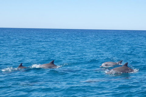 Noosa Wild Dolphin Safari - Holiday Sunshine Coast 5