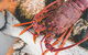 Deep-to-Dish: Tasmanian Seafood Experience - thumb 2