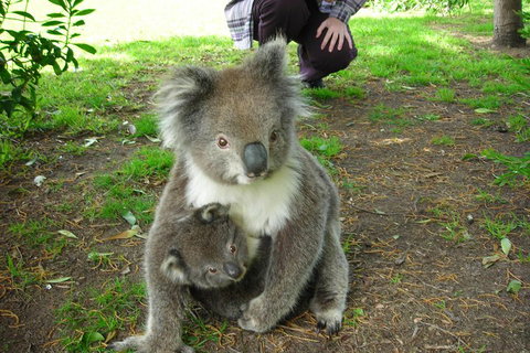 3-Day Adelaide To Melbourne Tour Including The Great Ocean Road - Holiday Sunshine Coast 3