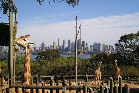 Sydney Taronga Zoo's Australian Animals Tour - Sunshine Coast Tourism 4