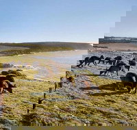 Kangaroo Island Personal Group Tours - Sunshine Coast Tourism