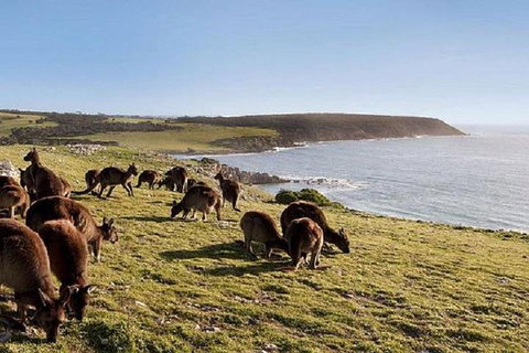 Kangaroo Island Personal Group Tours - Holiday Sunshine Coast 0