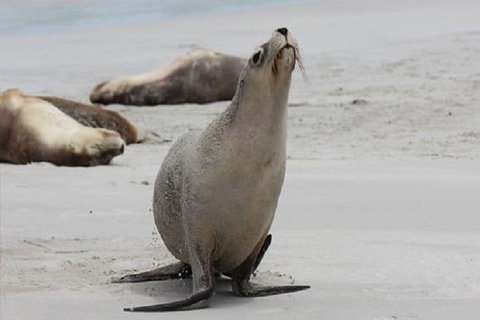 Kangaroo Island Personal Group Tours - Holiday Sunshine Coast 4