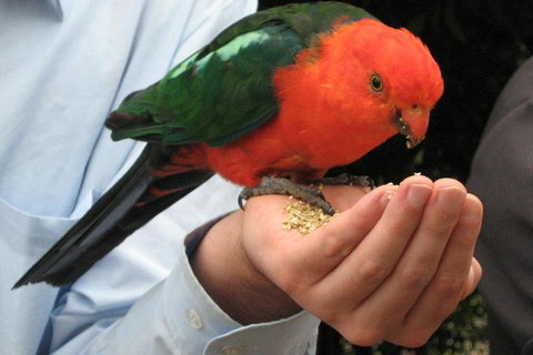 O'Reilly's & Lamington National Park From Brisbane - Holiday Sunshine Coast 1