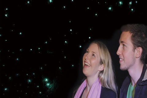 Natural Bridge Glow Worm Night Tour From Gold Coast - Sunshine Coast Tourism 3