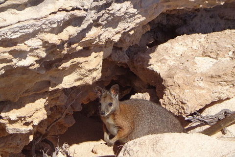 Shipwreck Special Full Day Tour Of The Abrolhos Islands - Sunshine Coast Tourism 4