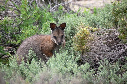 Pink Lake + Abrolhos Islands Nature Tour - Sunshine Coast Tourism 1