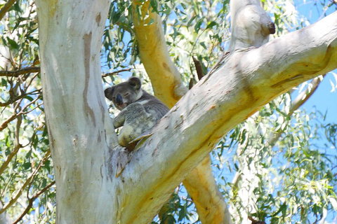 Best Of Moreton Bay Cruise - Sunshine Coast Tourism 2