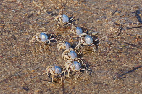 Best Of Moreton Bay Cruise - Sunshine Coast Tourism 3