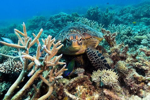 Great Barrier Reef Day Cruise From Cairns Including Snorkeling And Marine Biologist Presentation - Sunshine Coast Tourism 4