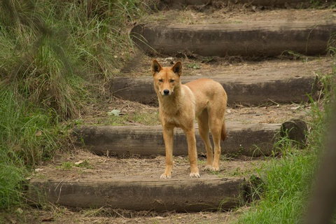 Blue Mountains Small-Group Insider Tour From Sydney - Sunshine Coast Tourism 3