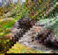 Cradle Mountain National Park Day Tour from Launceston - Holiday Sunshine Coast