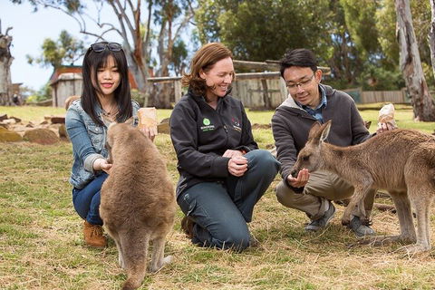 Bonorong Wildlife Park And Richmond Afternoon Tour From Hobart - Sunshine Coast Tourism 1