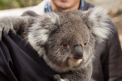 Bonorong Wildlife Park And Richmond Afternoon Tour From Hobart - Sunshine Coast Tourism 2