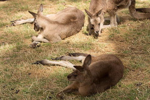 Bonorong Wildlife Park And Richmond Afternoon Tour From Hobart - Sunshine Coast Tourism 3