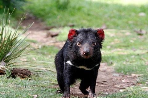 Bonorong Wildlife Park And Richmond Afternoon Tour From Hobart - Sunshine Coast Tourism 4