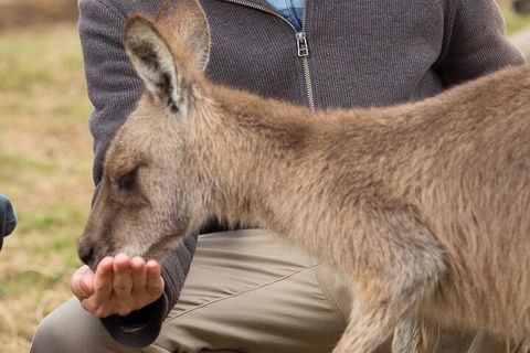 Bonorong Wildlife Park And Richmond Afternoon Tour From Hobart - Sunshine Coast Tourism 5