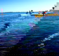 Penguin and Seal Islands Sea Kayaking Experience - Sunshine Coast Tourism