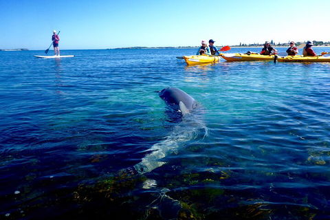Penguin And Seal Islands Sea Kayaking Experience - Sunshine Coast Tourism 0