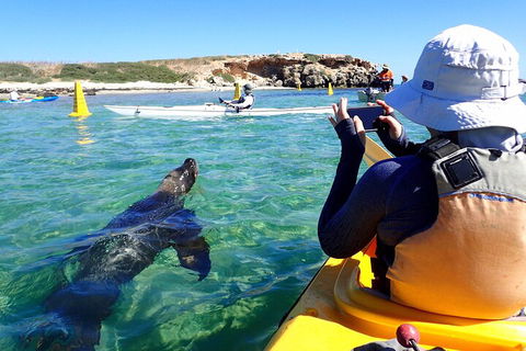 Penguin And Seal Islands Sea Kayaking Experience - Sunshine Coast Tourism 2