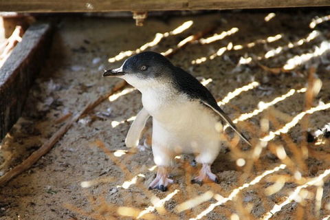 Penguin And Seal Islands Sea Kayaking Experience - Sunshine Coast Tourism 3