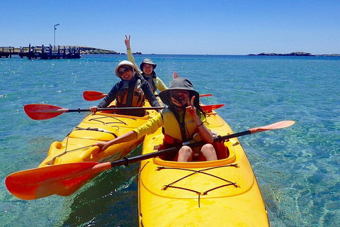 Penguin And Seal Islands Sea Kayaking Experience - Sunshine Coast Tourism 4