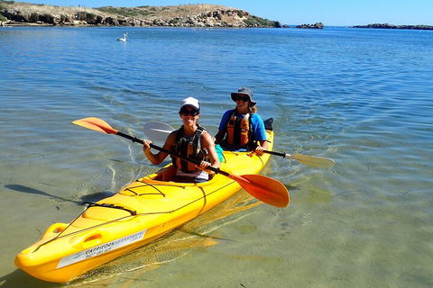 Penguin And Seal Islands Sea Kayaking Experience - Sunshine Coast Tourism 5
