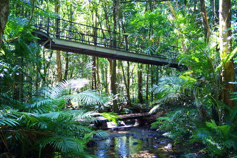 Cape Tribulation, Mossman Gorge, And Daintree Rainforest Day Trip From Cairns Or Port Douglas - Sunshine Coast Tourism 3