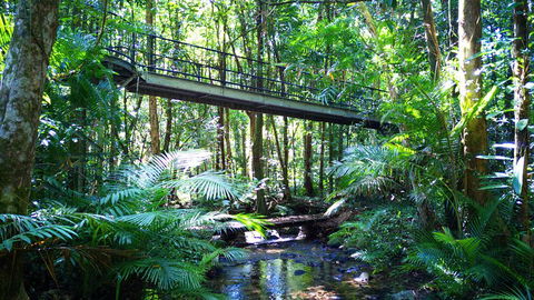 Double Pack-Ancient Rainforest And Waterfalls! - Sunshine Coast Tourism 0