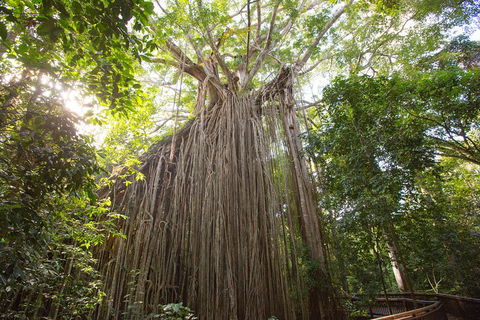 Double Pack-Ancient Rainforest And Waterfalls! - Sunshine Coast Tourism 5