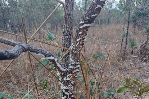 One Day Litchfield Park Adventures - Sunshine Coast Tourism 3