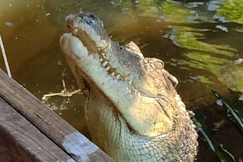 Litchfield Park Adventures And Jumping Crocodile Cruise + Butterfly Farm - Holiday Sunshine Coast 5