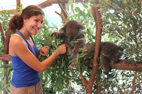 Pinnacles Desert, Koalas And Sandboarding 4WD Day Tour From Perth - Sunshine Coast Tourism 5