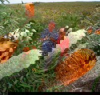 Best of Perth Wildflower Season Day Trip - Sunshine Coast Tourism