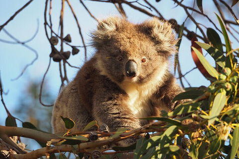 2-Hour Koala Walking Tour In Kangaroo Island - Sunshine Coast Tourism 0