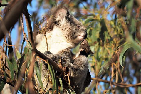 2-Hour Koala Walking Tour In Kangaroo Island - Sunshine Coast Tourism 1