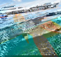 Scenic Helicopter Flight to Moore Reef and Return Snorkeling Cruise from Cairns - Sunshine Coast Tourism