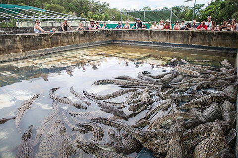 Breakfast With The Koalas At Hartley's Crocodile Park From Cairns Or Palm Cove - Sunshine Coast Tourism 1