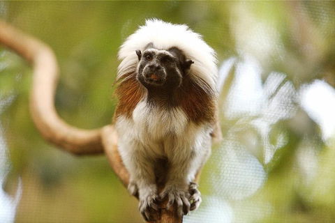 Breakfast With The Koalas At Hartley's Crocodile Park From Cairns Or Palm Cove - Sunshine Coast Tourism 3