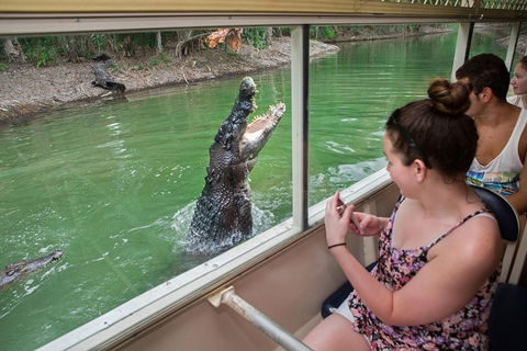 Breakfast With The Koalas At Hartley's Crocodile Park From Cairns Or Palm Cove - Sunshine Coast Tourism 4