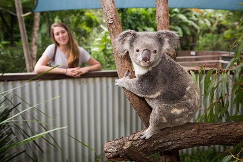 Breakfast With The Koalas At Hartley's Crocodile Park From Cairns Or Palm Cove - Sunshine Coast Tourism 5