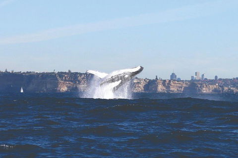 Sydney Whale-Watching Cruise - Sunshine Coast Tourism 3